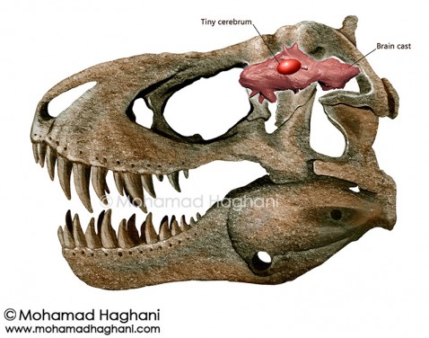 Tyrannosaurus rex Skull  and  Brain